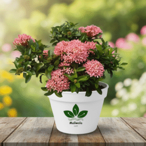 Ixora Pink