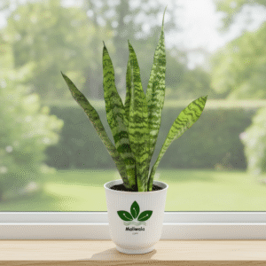 Snake Plants (Sansevieria Plants)